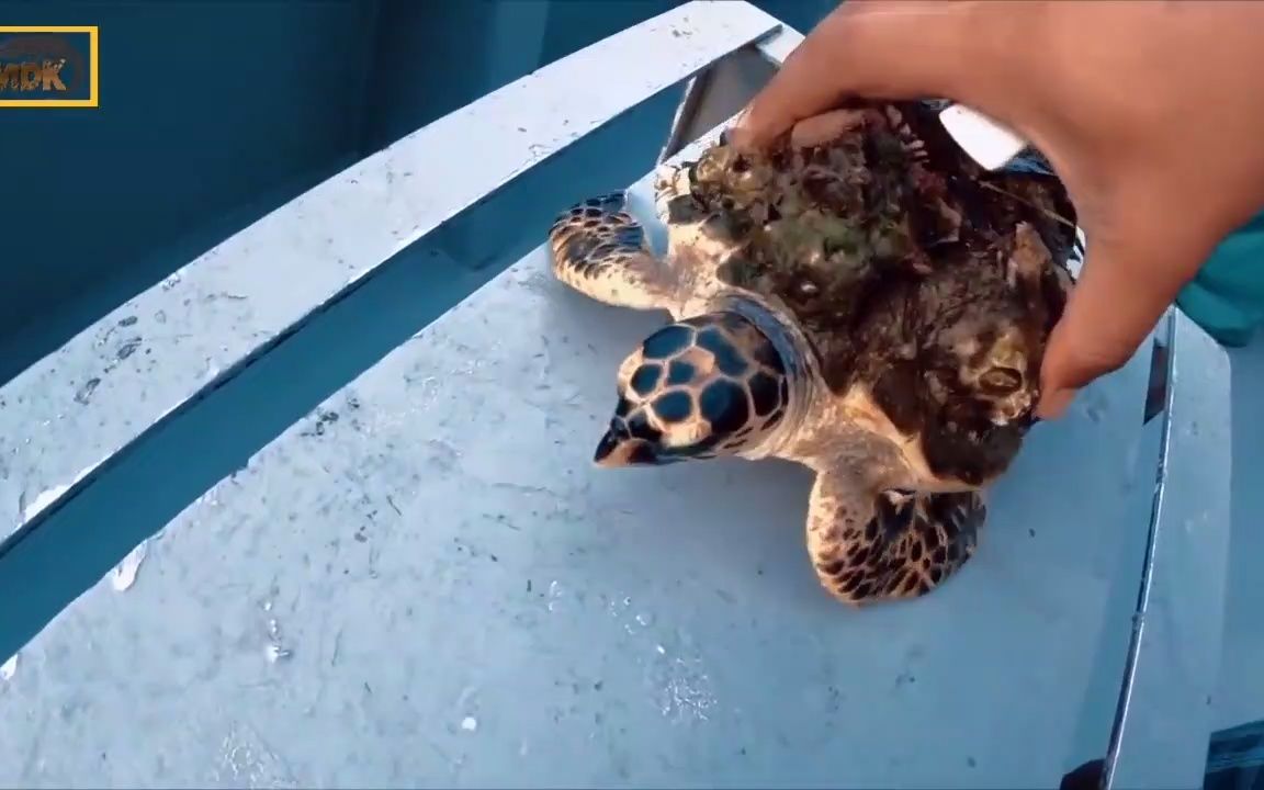 【解压】拯救小海龟去除藤壶