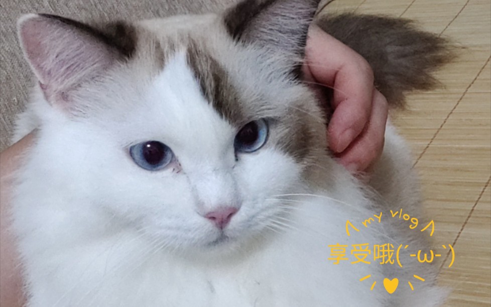 [布偶猫] 享受哔哩哔哩bilibili