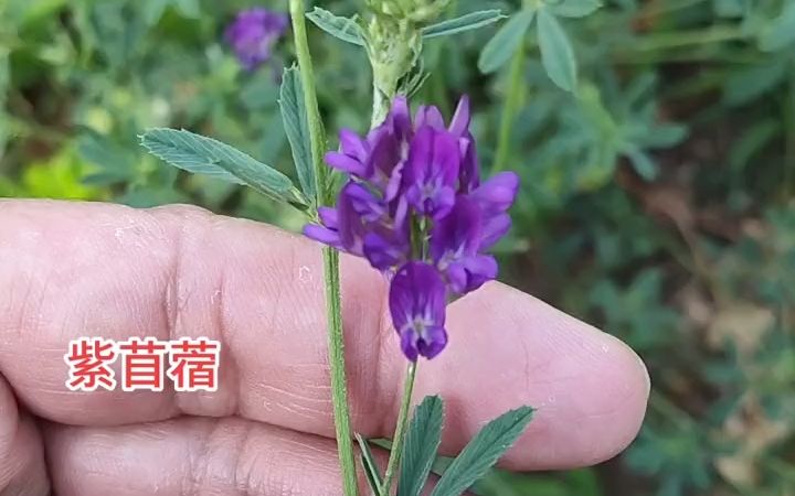 【植物科普】紫苜蓿:豆科苜蓿属多年生草本植物.哔哩哔哩bilibili