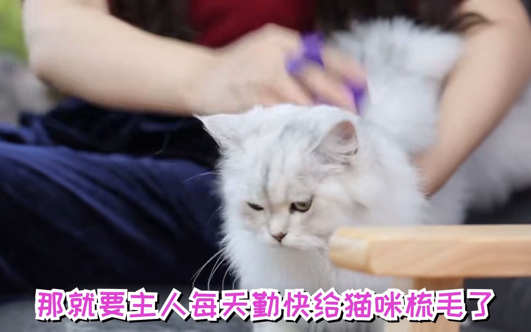 猫吐毛球是什么样的哔哩哔哩bilibili