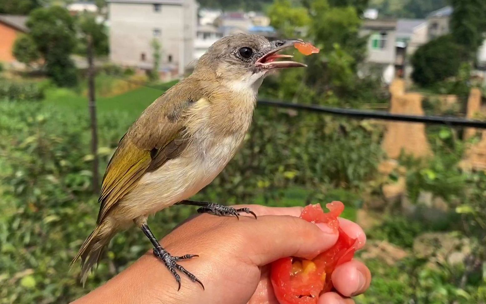 放生后的鸟回来找主人,一直在门口等主人开门