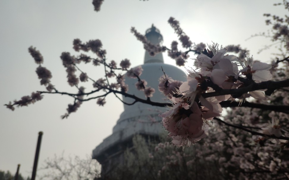 [图]【燕京八景之琼岛春阴】北海公园 美不胜收