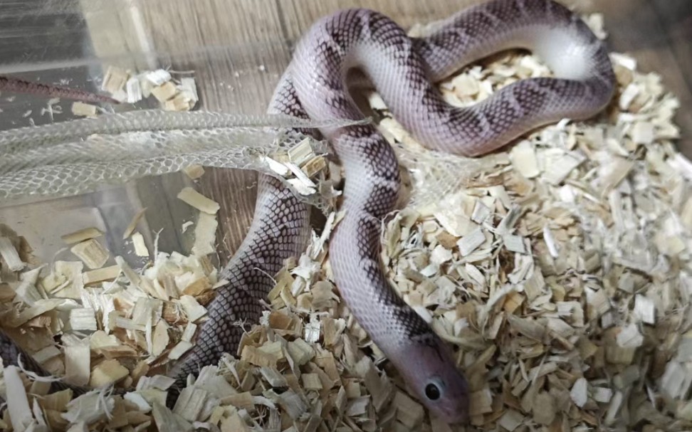 第一条蛇(ax白边布鲁克开箱