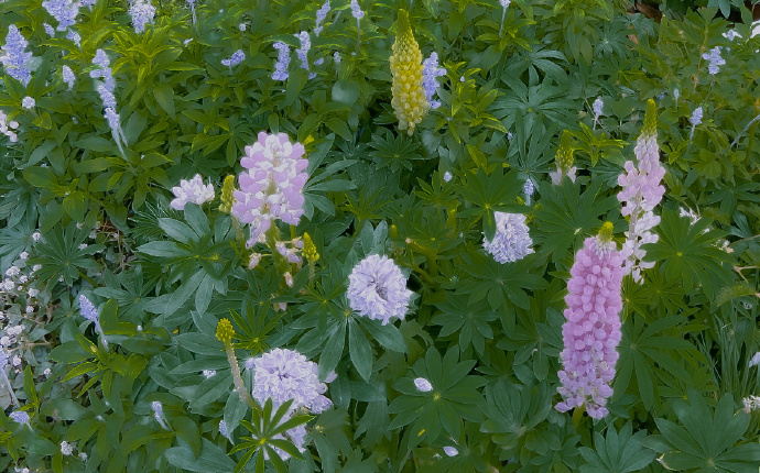 【自用】植物手册合集哔哩哔哩bilibili