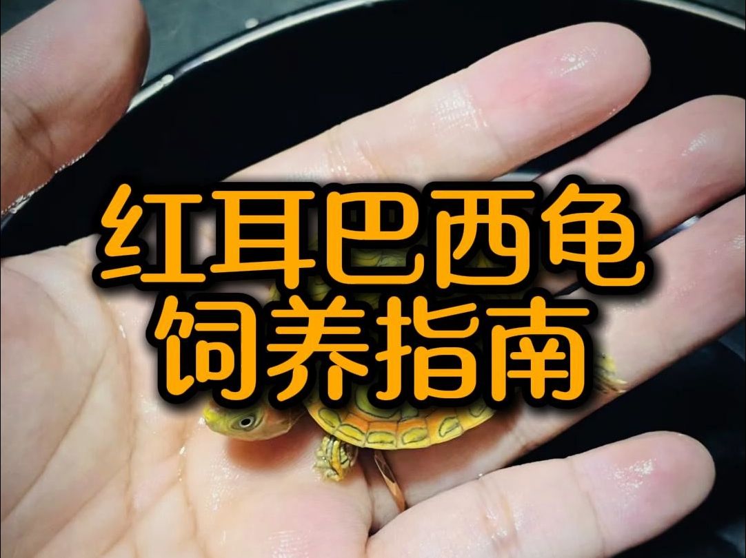 红耳巴西龟饲养指南