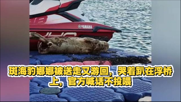 斑海豹娜娜被送走又游回，哭着趴在浮桥上，官方喊话不投喂