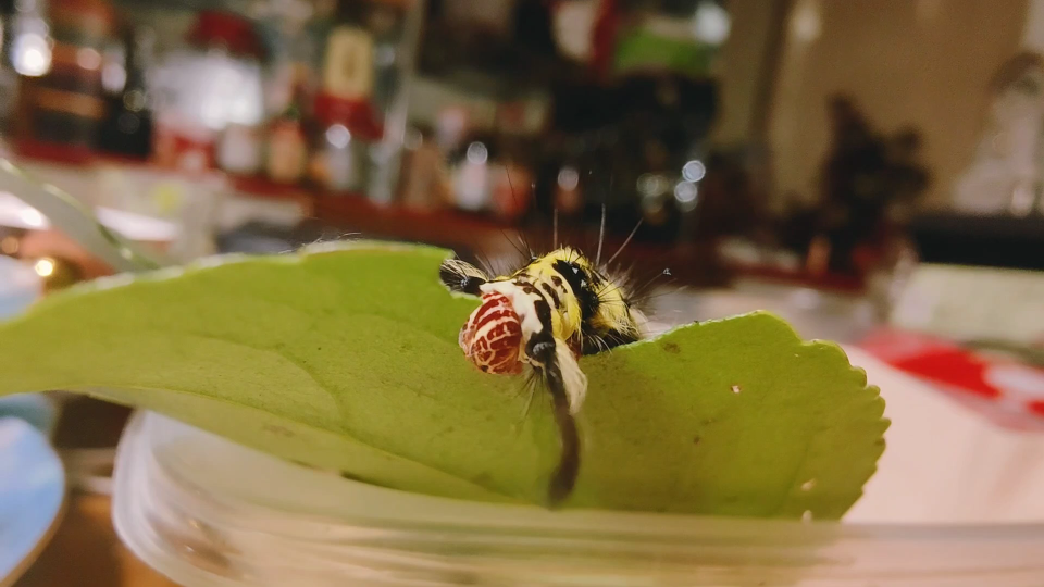 栗黄枯叶蛾狂啃中_哔哩哔哩_bilibili