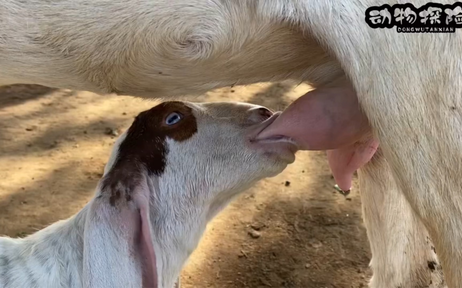 小羊吃母乳
