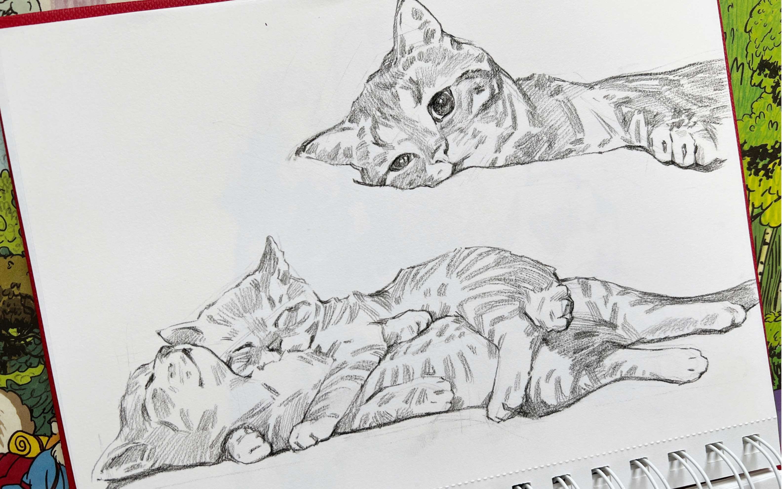 速写猫狗,攒了些可爱给你们