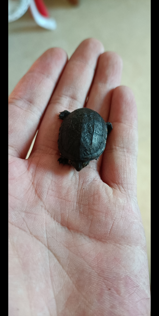 小黑蛋一个月的变化