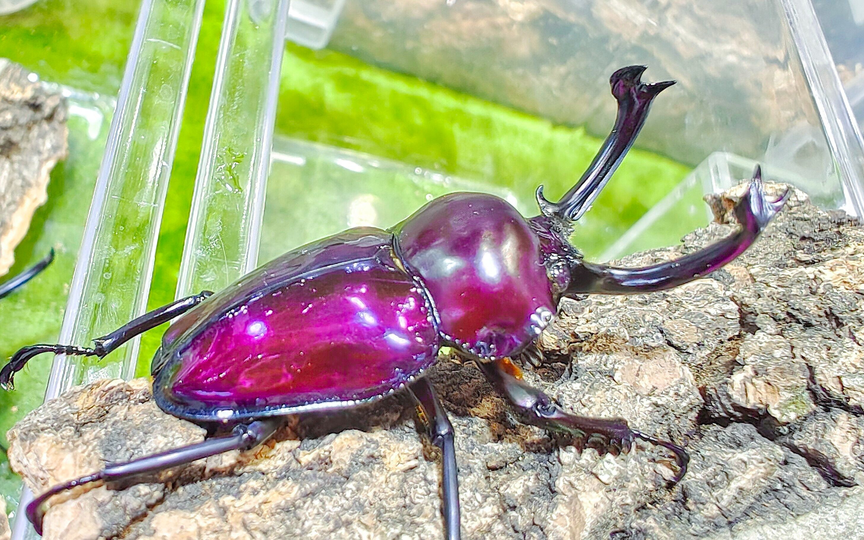 【2022cpf广州国际宠物博览会】甲虫蝴蝶昆虫部分