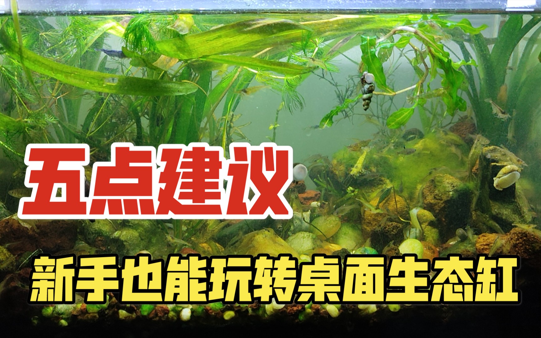 【生态缸】无过滤不打氧,小缸如何玩生态,保持水质不混浊?把握这五点建议,新手小白也能玩转桌面小缸生态缸,水常清鱼状态好哔哩哔哩bilibili