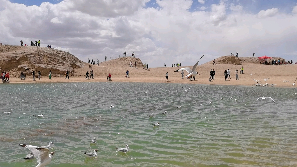 水上雅丹的海鸥好可爱