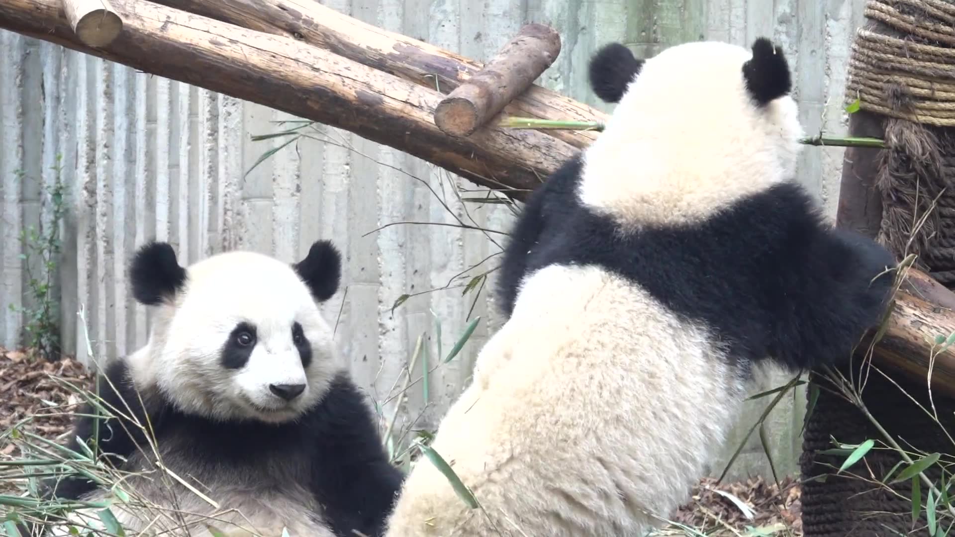 宝妹;"竹子交出来"宝哥一脸懵逼:"拿去拿去"宝哥好可爱啊哈哈