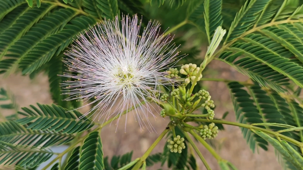 果子狸喜欢的合欢花