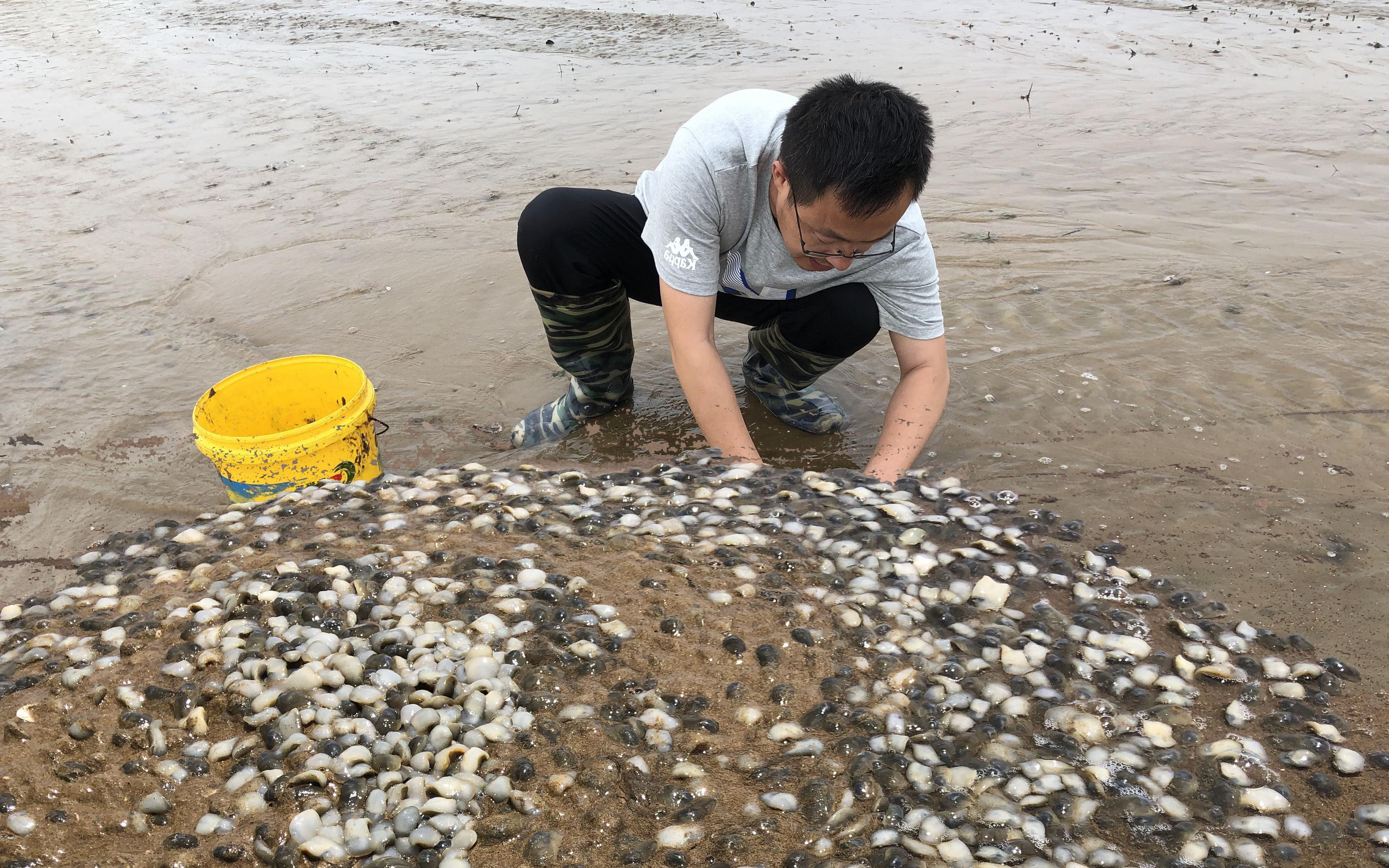 青岛泥螺达到近年最多,沙滩上密密麻麻的,二哥赶海要发财