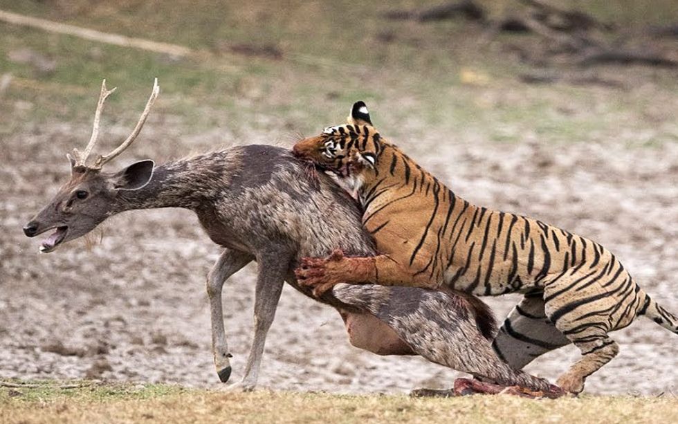 4k高清:伦滕博尔雌性孟加拉虎捕猎水鹿的过程