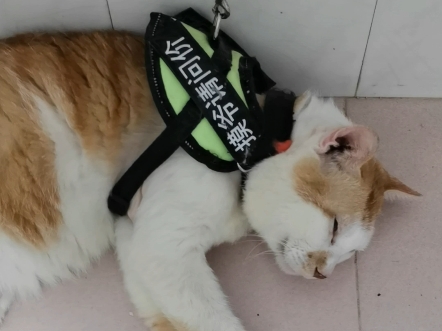 可爱的大橘猫(3)