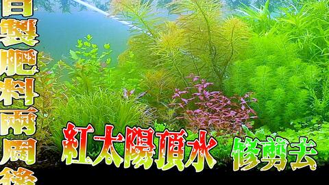 使用自製肥料2周後水草頂水了 之後不用圓筒改用沉水馬達養水草 哔哩哔哩 Bilibili 使用自製肥料2周後水草頂水了 之後不用圓筒改用沉水馬達養水草 哔哩哔哩 Bilibili