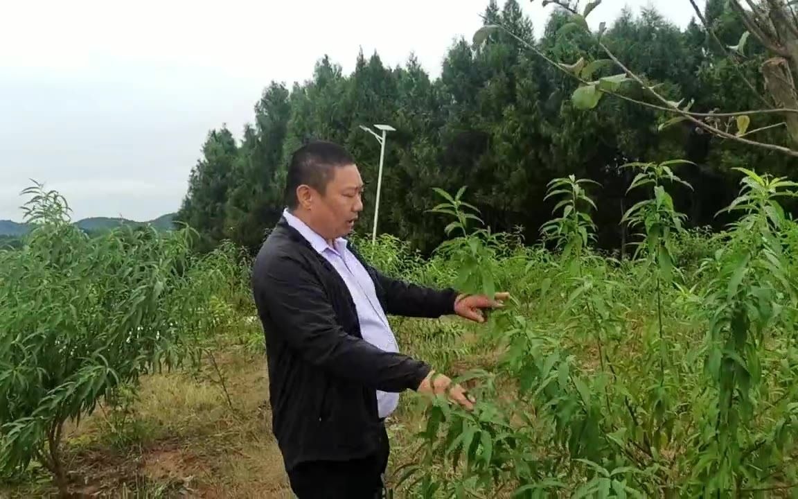 客户到厚强李子苗基地考察清泉密脆李,交流李子树苗的管理方法!哔哩哔哩bilibili