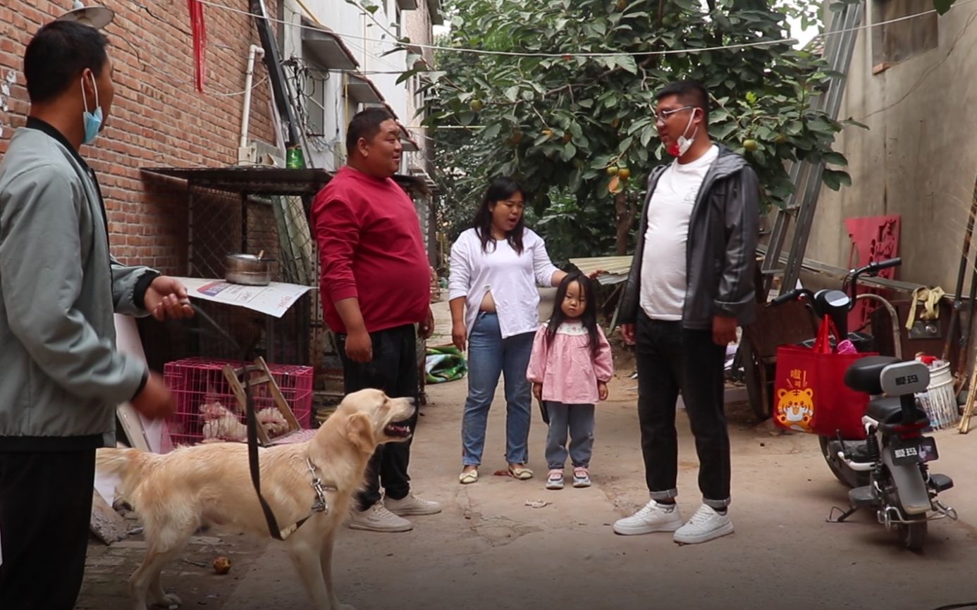 小吉被小虎忽悠,买了只母金毛,看这金毛品相觉得小吉买的值不值?