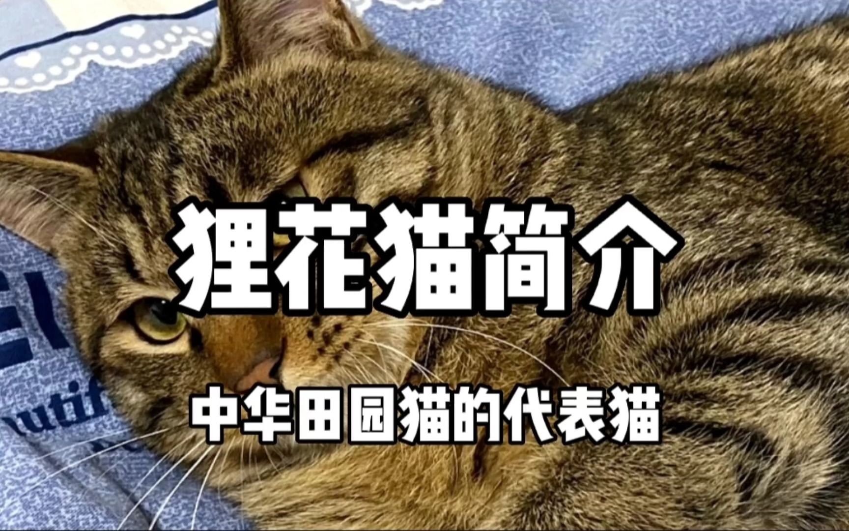 中华田园猫之“狸花猫”本喵简介哔哩哔哩bilibili