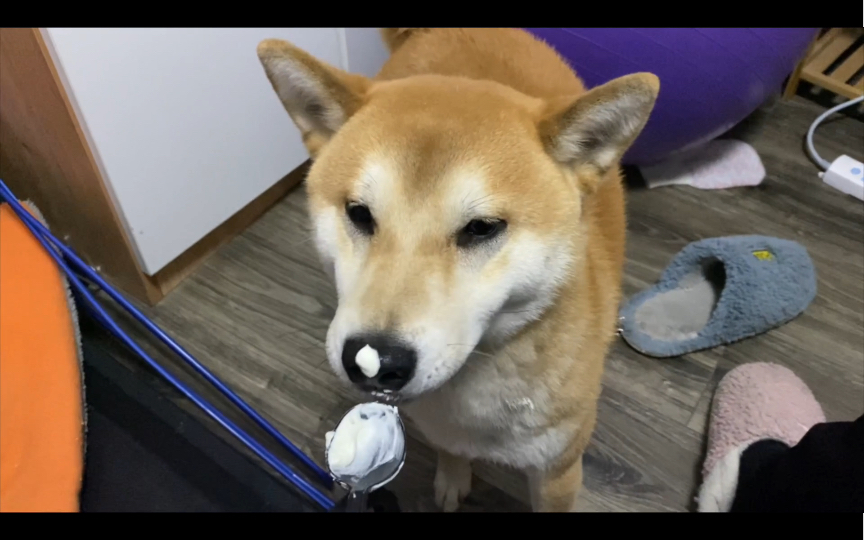 超级喜欢奶油的柴犬,吃的一脸满足