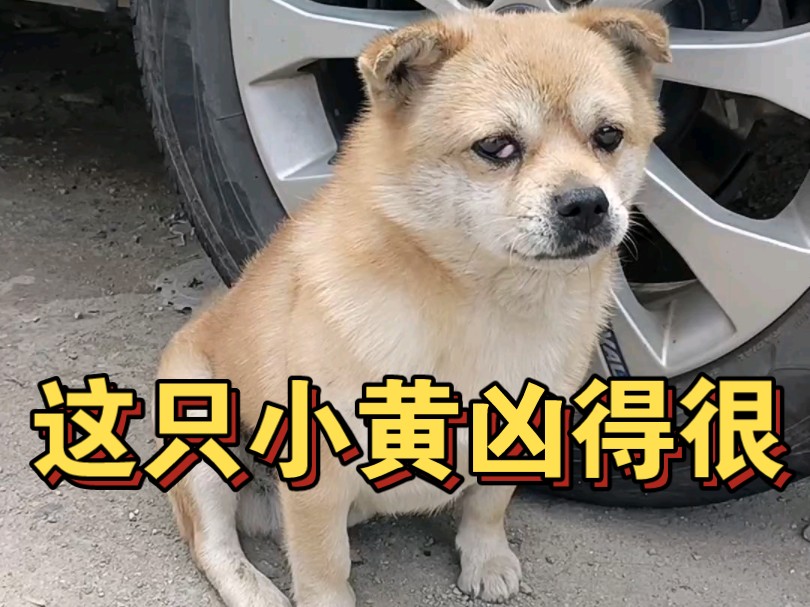 这只小黄土狗凶得很