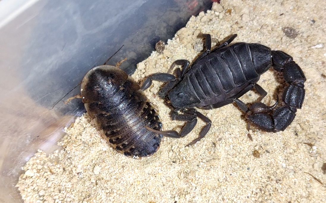 【蝎子】黑粗尾蝎捕食杜比亚,身中五针不死,杜与杜的体质不能一概而论