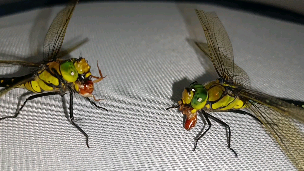 喂食黑纹伟蜓夫妇 bia唧bia唧吃真香_哔哩哔哩_bilibili