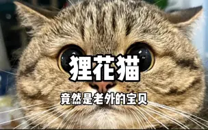 Download Video: 狸花猫竟然是老外的宝贝