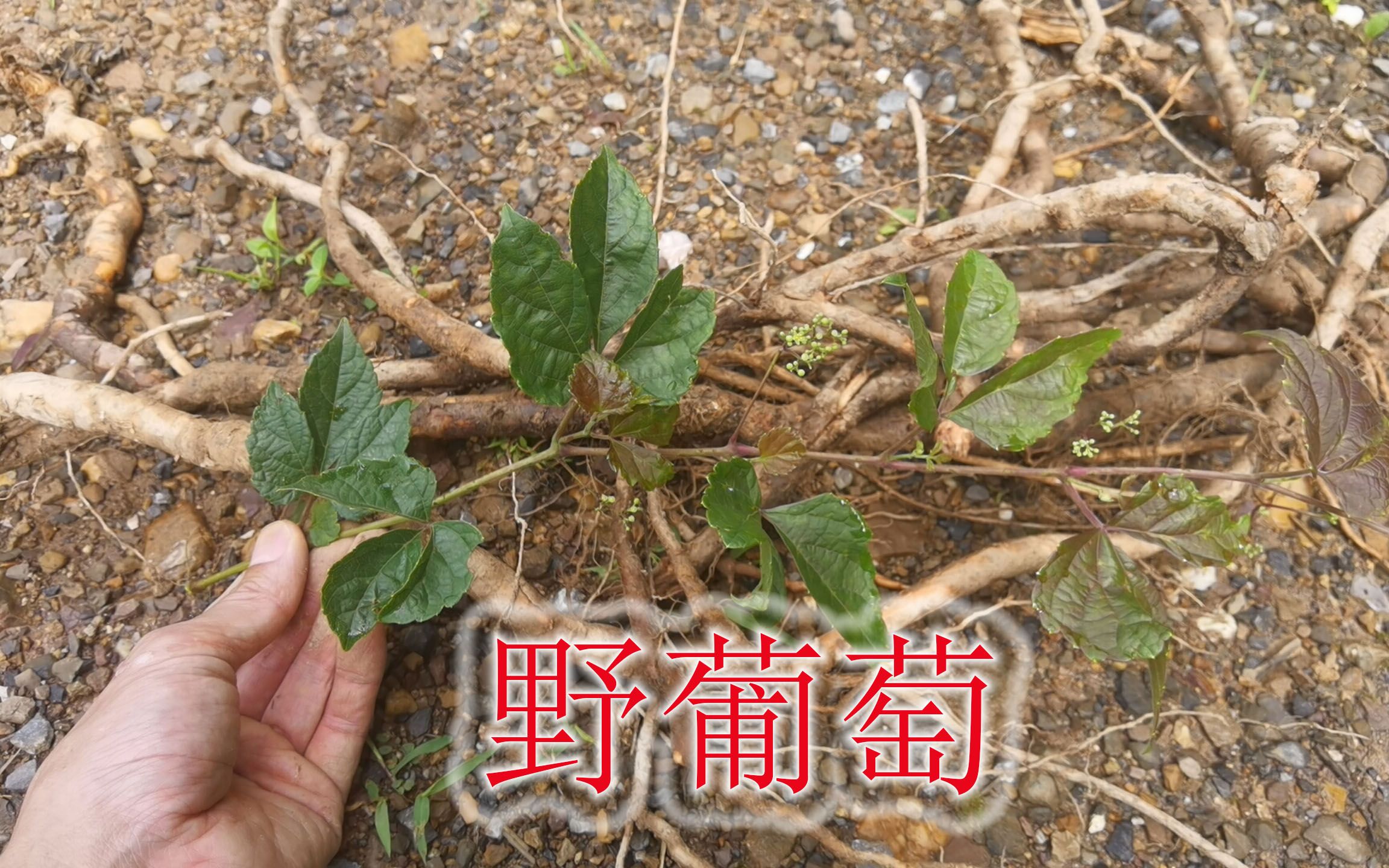 [图]熟悉的植物“野葡萄”，听说根珍贵值钱，小时候吃过藤的嫩茎