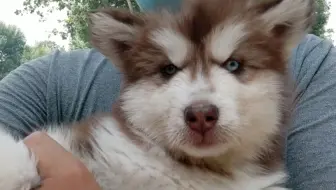 狗市 一只红色的阿拉斯加幼犬400元成交了 你觉得怎么样呢 哔哩哔哩 Bilibili