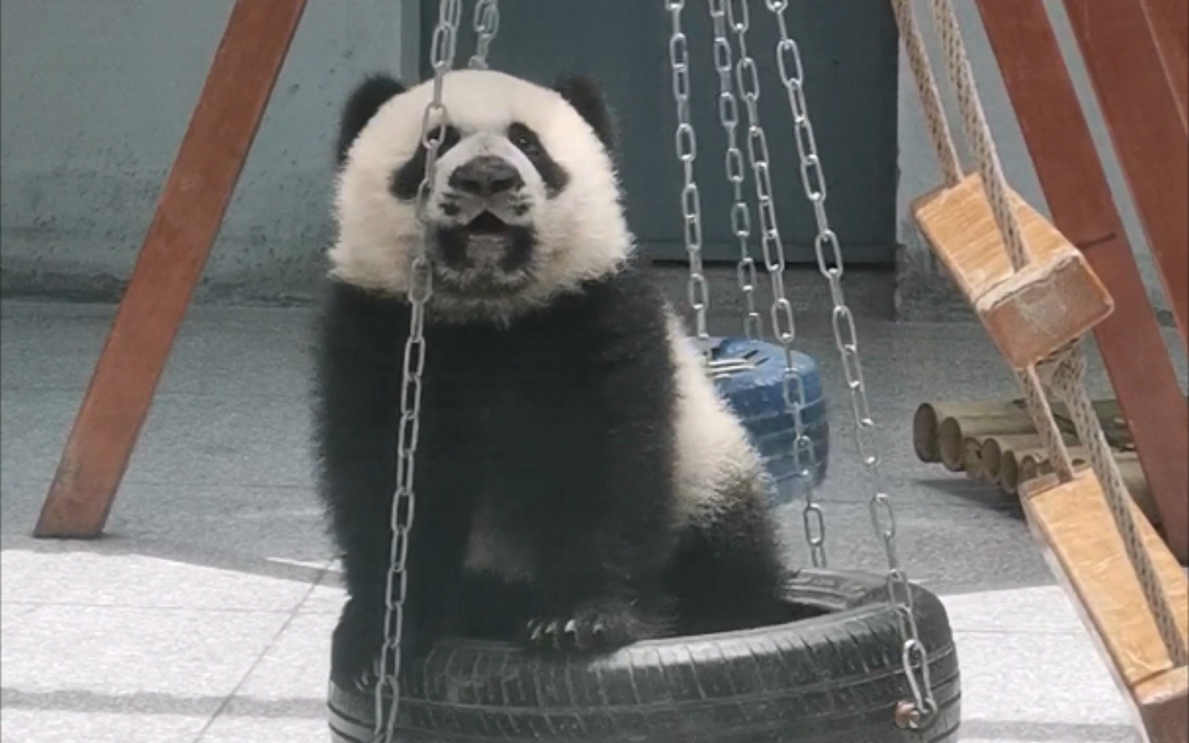 【大熊猫秦华】又憨又社会的黑口罩童鞋玩轮胎_哔哩哔哩_bilibili