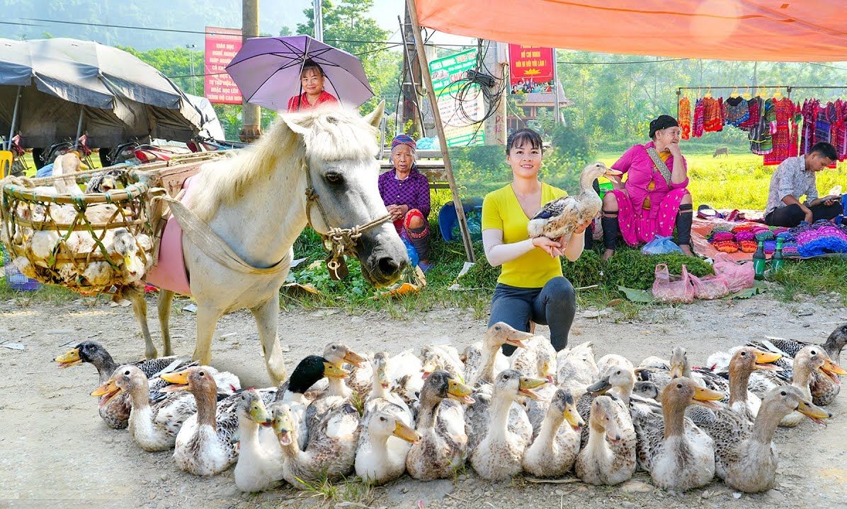 收获许多鸭子去市场销售哔哩哔哩bilibili