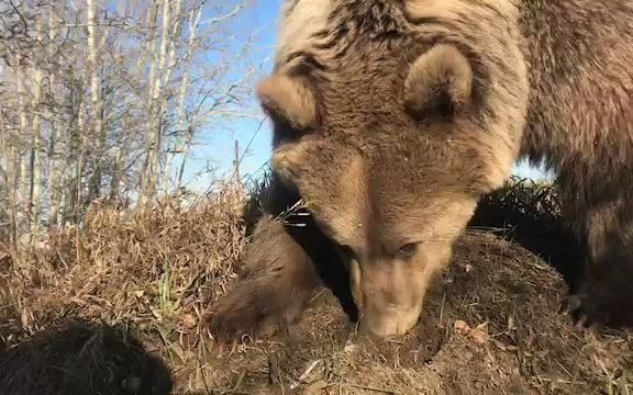 【熊】小熊Berkley第二个冬天 要准备进窝睡觉咯哔哩哔哩bilibili