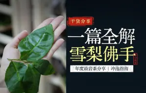 Download Video: 【雪梨佛手全解】产地|树种|制茶要点|深度解析干货分享+冲泡技巧，年中最爱岩茶分享|雪梨汤岩茶乌龙茶你喝过吗？召唤老茶鬼！新手看热闹系列！