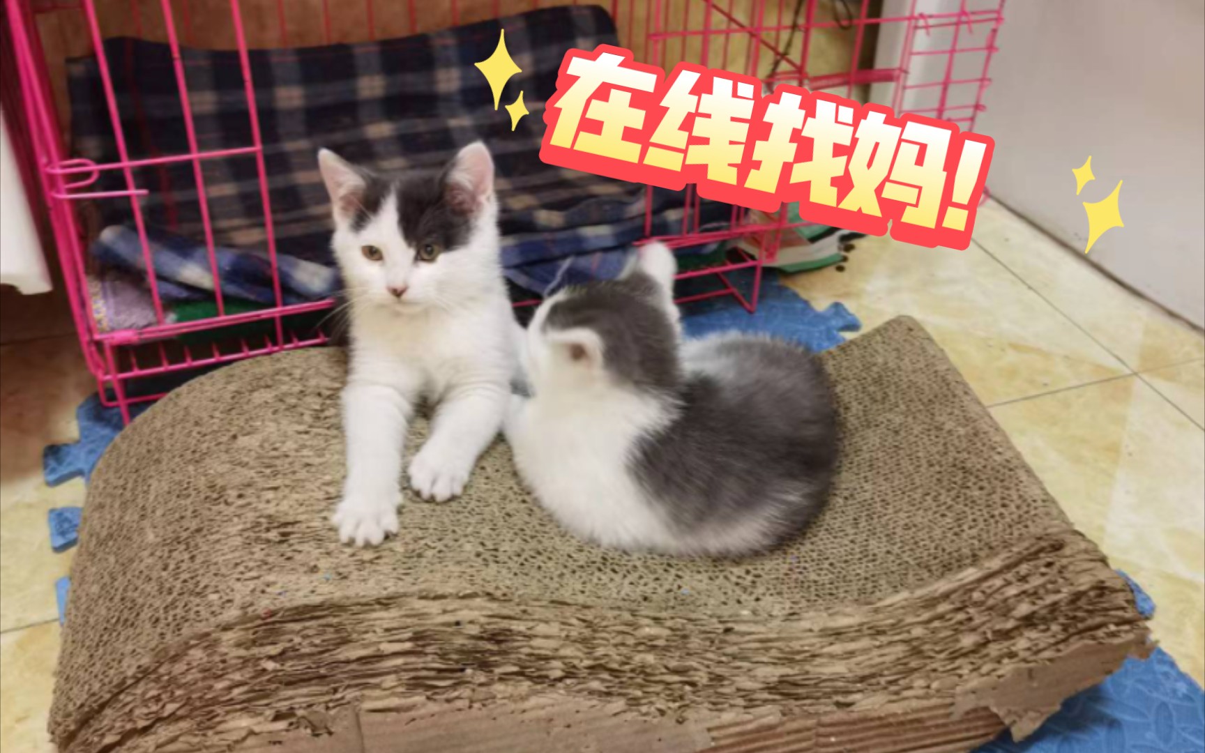 小猫找领养 河北承德哔哩哔哩bilibili