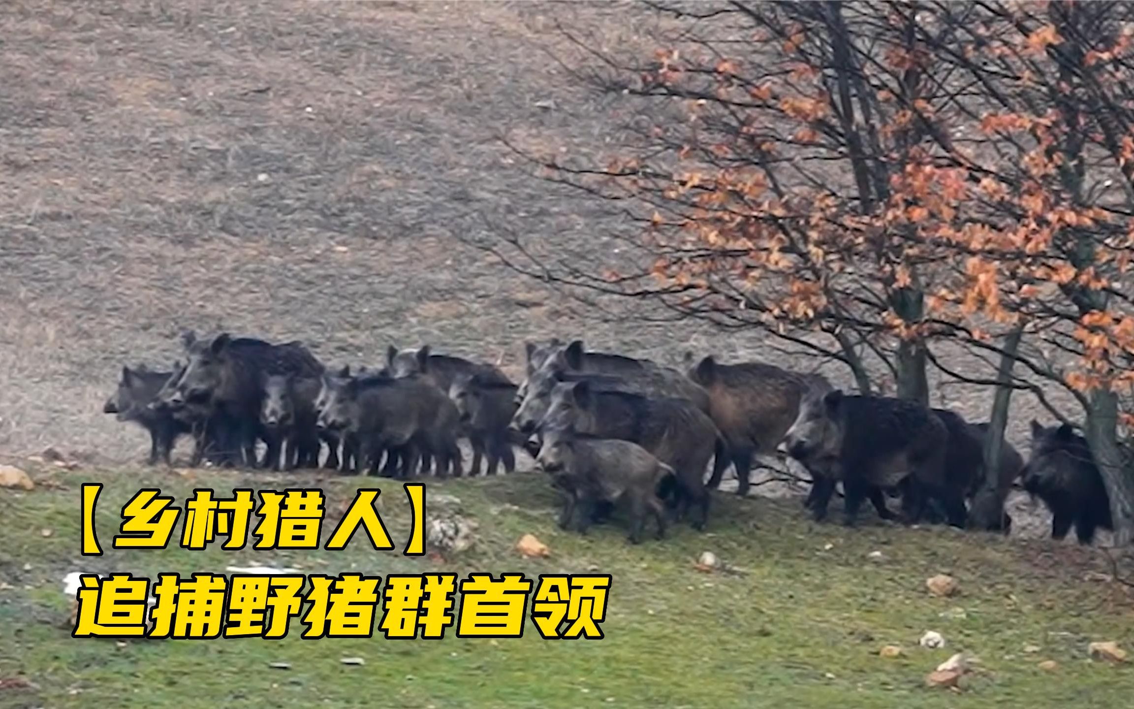 [图]野猪群惨遭人类围猎，猪群头领侥幸逃脱，猎人超远距离一枪命中