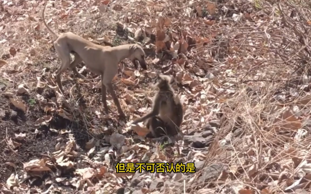 [图]倒霉的猴子被狗送去投胎了