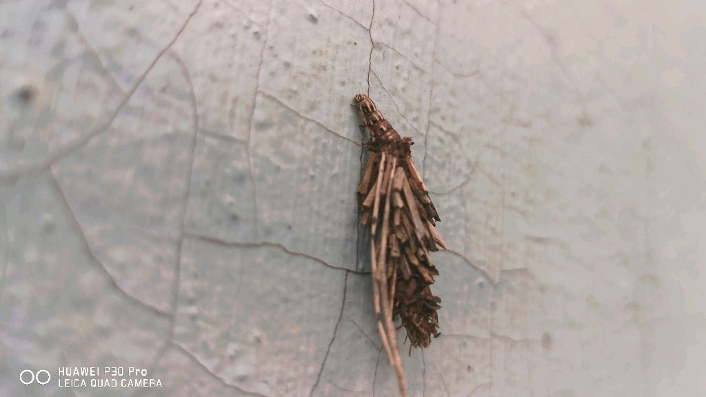 大蓑蛾幼虫图片
