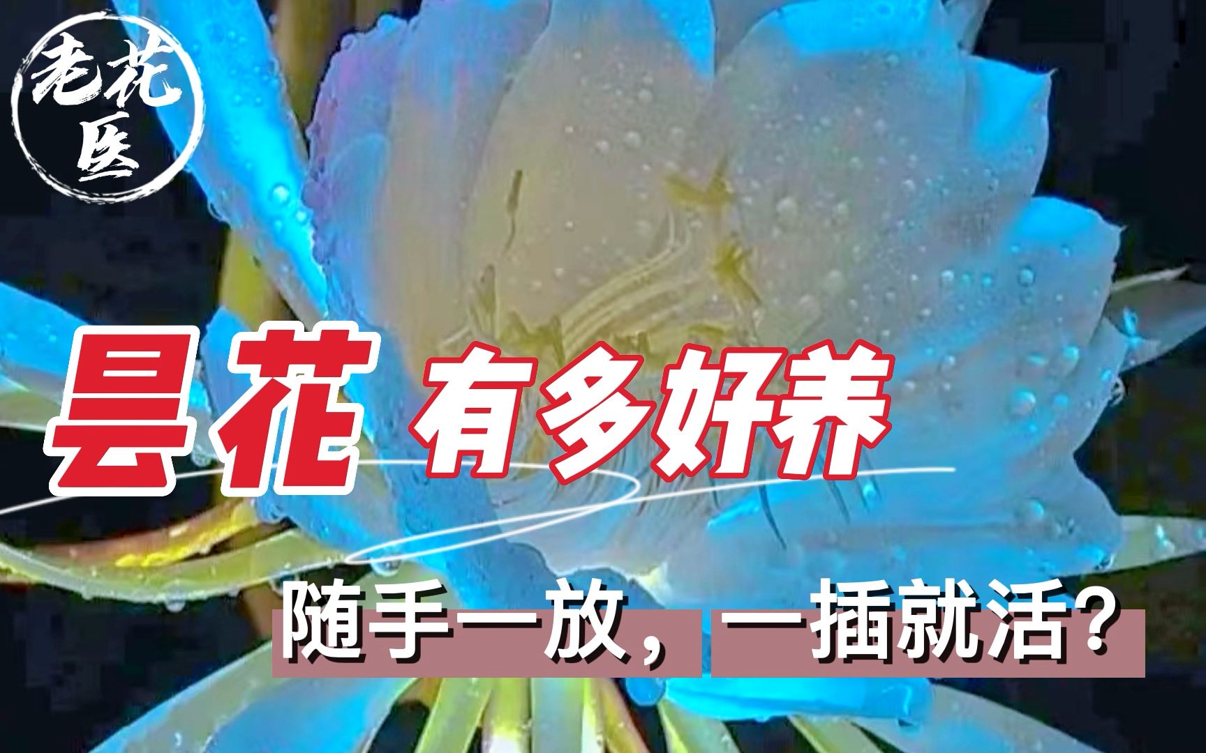 [图]昙花到底有多好养？随手一放一插就活？昙花养护教学