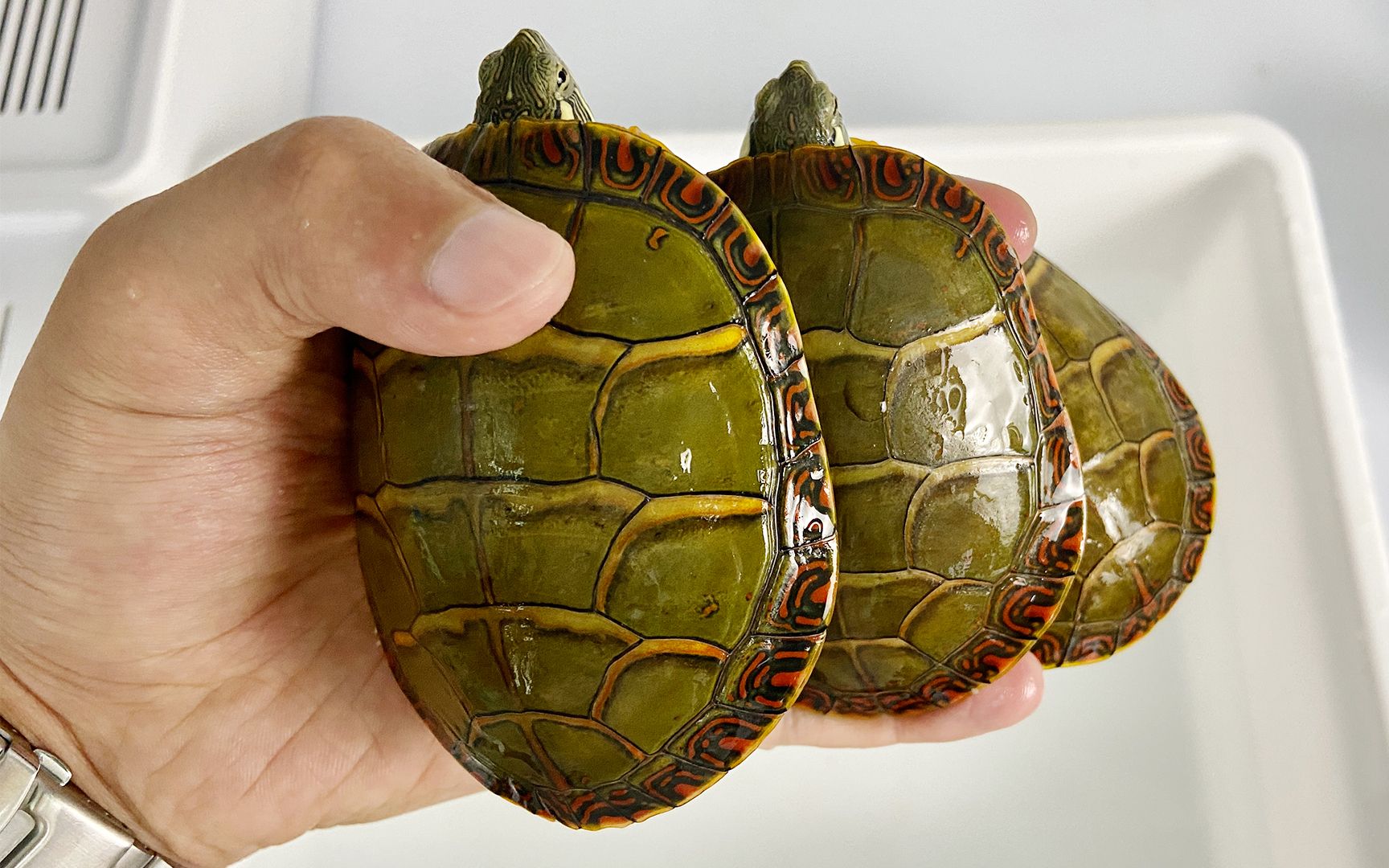 东锦龟,一种色彩华丽的宠物龟,这颜值也太能打了吧!