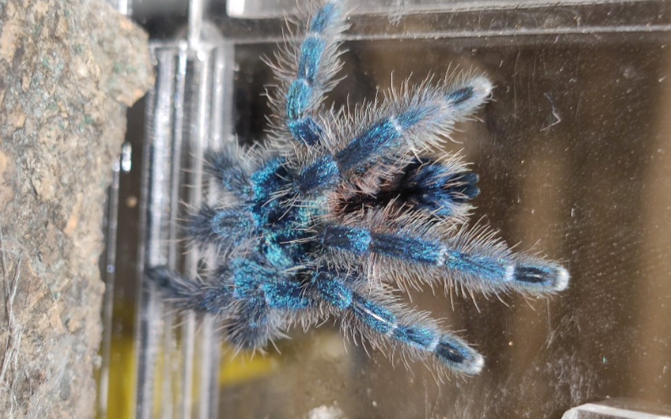 【4k 60fps】近距离欣赏油彩粉趾的美,刚褪完皮钴蓝色金属感十足,太美