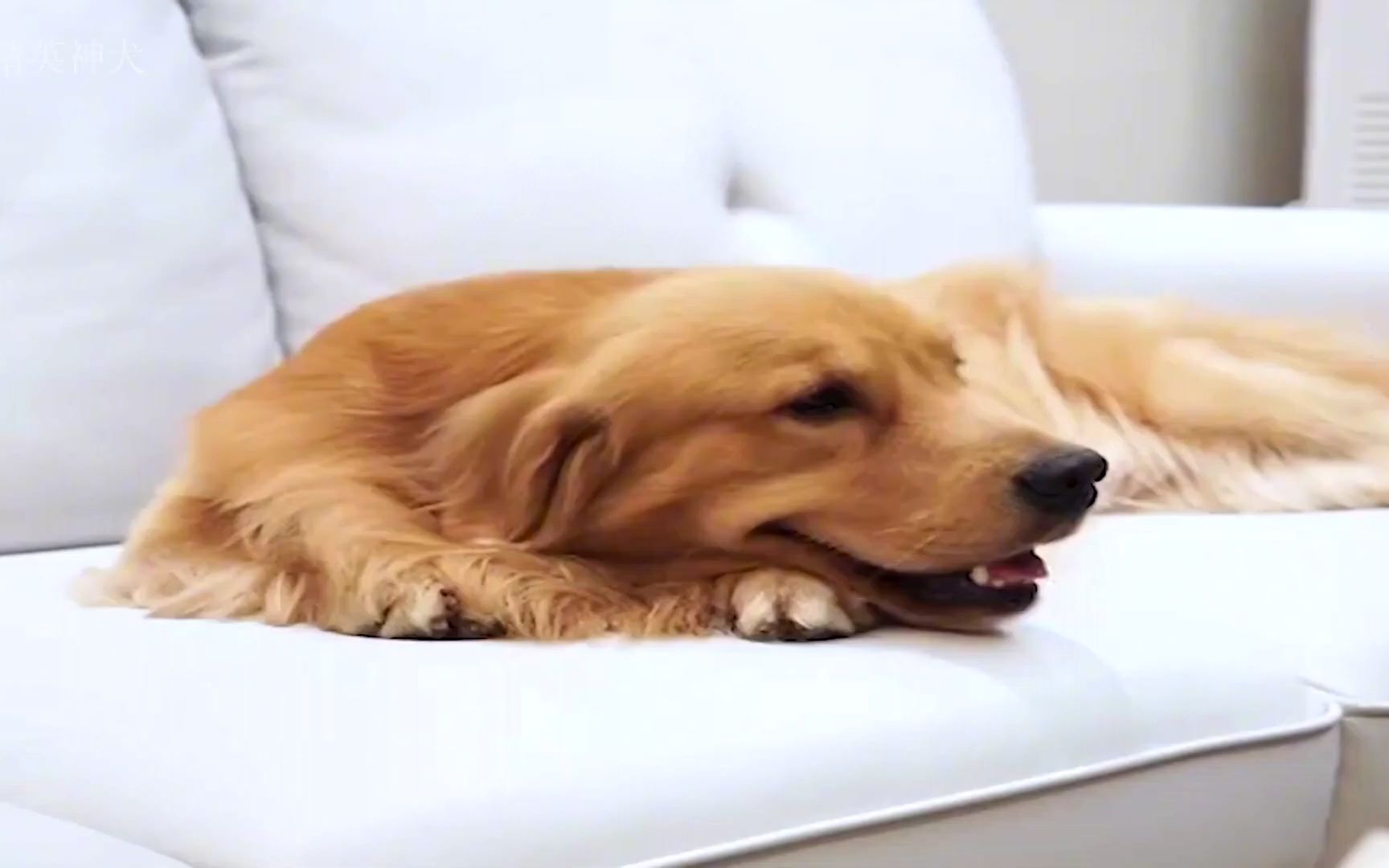 金毛路虎帮助主人,照顾主人的好狗狗,一只帮助別人的善良犬