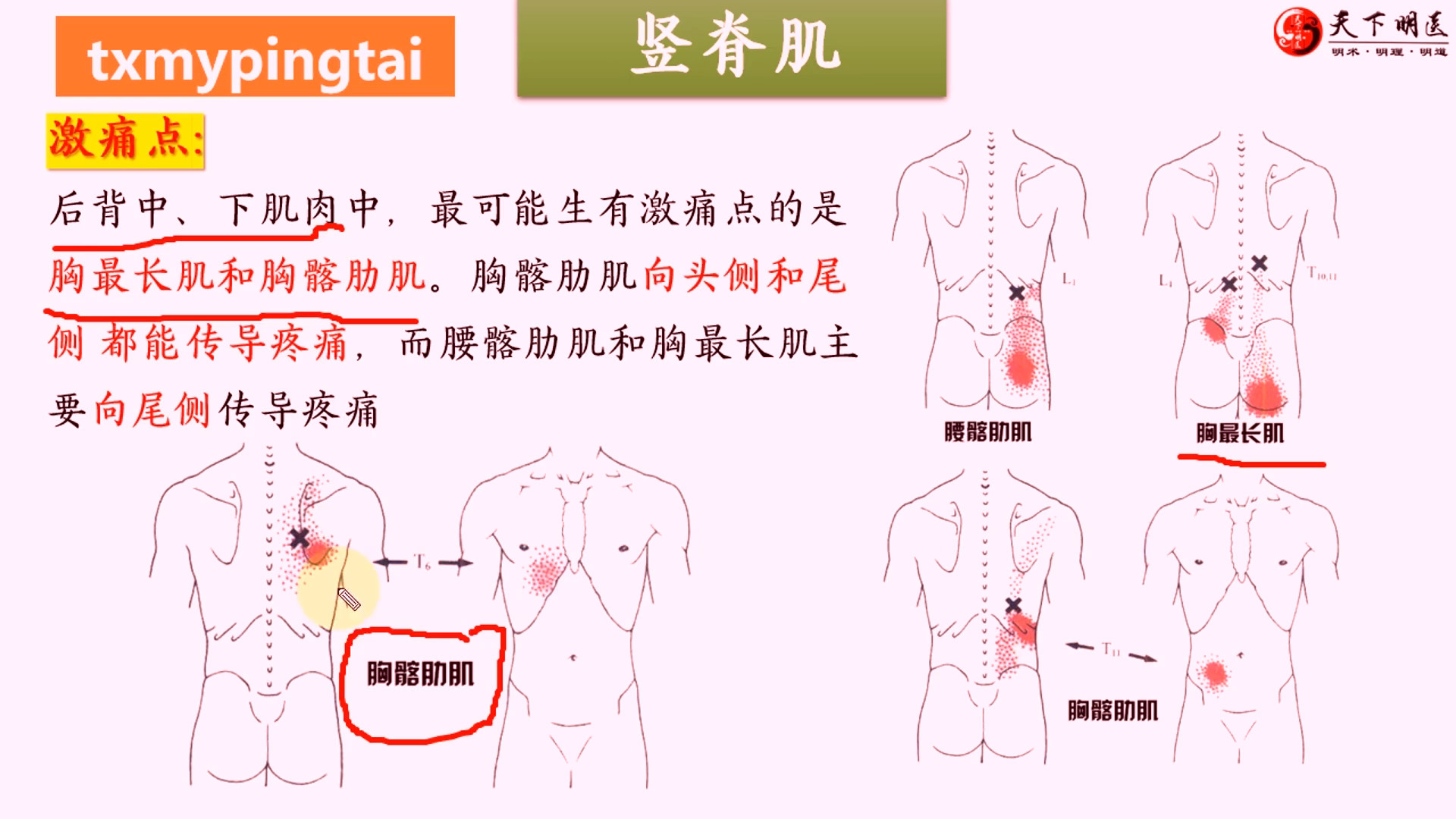 竖脊肌起止点及功能图图片