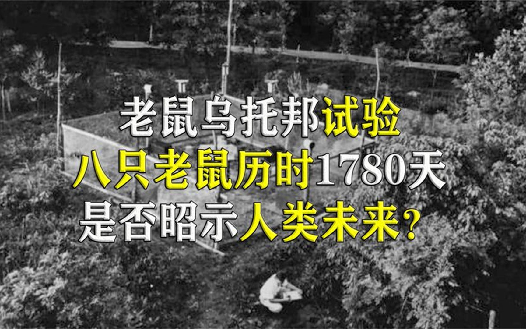 25号宇宙,老鼠乌托邦实验历时1780天,可以告诉我们什么道理?哔哩哔哩bilibili