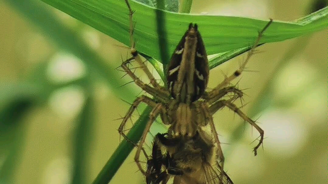 南方猫蛛-捕食蜜蜂