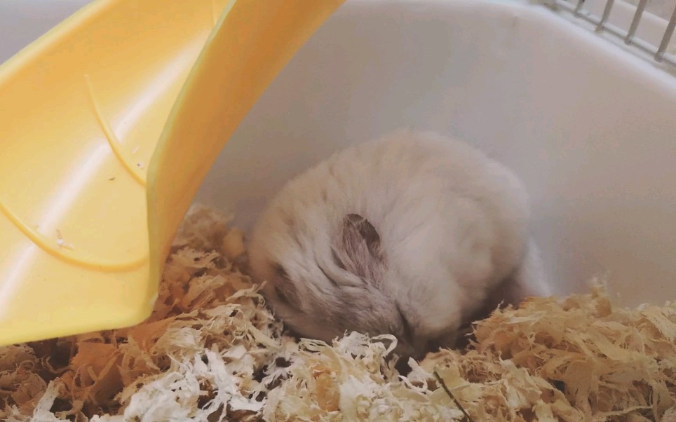 新手适合养珍珠仓鼠吗「珍珠熊好养还是仓鼠好养」