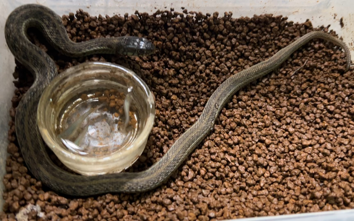 一条傻蛇围着碗圈圈转不知道从哪开始吃